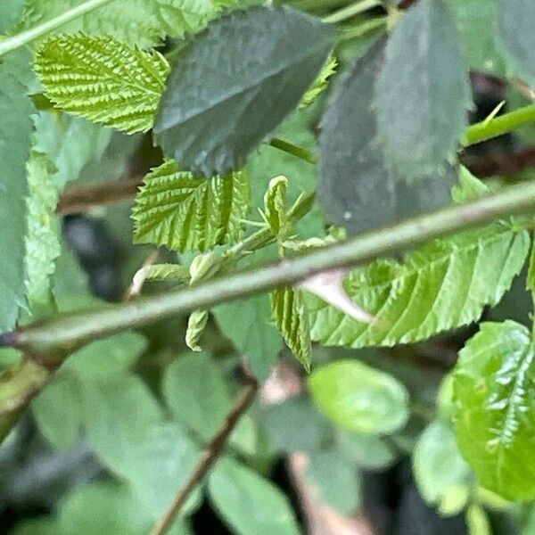 Rosa canina Φύλλο