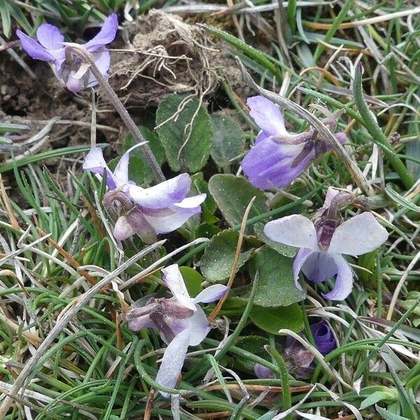 Viola rupestris പുഷ്പം