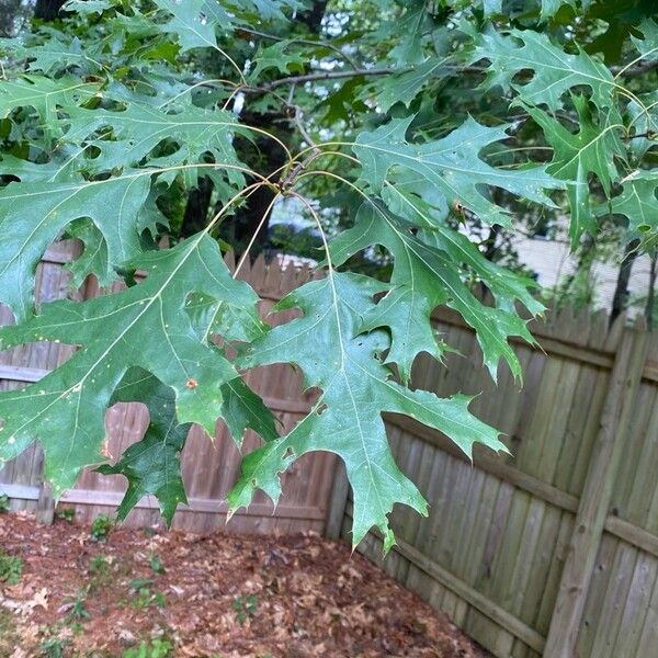 Quercus velutina Leaf