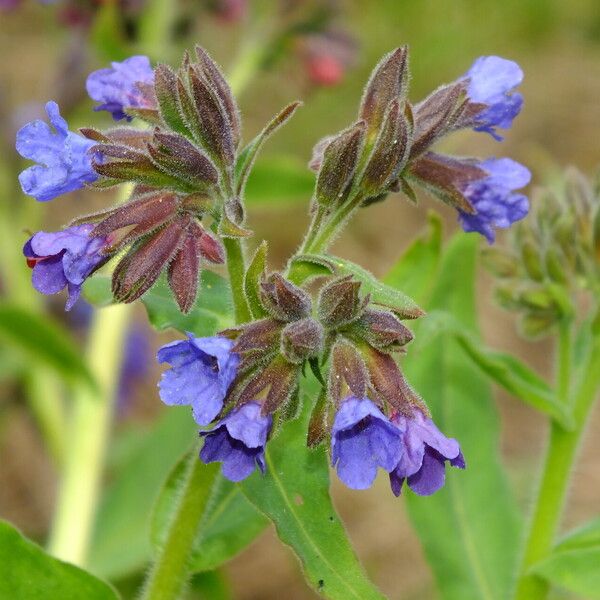 Pulmonaria mollis Цвят