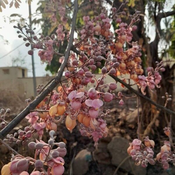 Cassia grandis Flor