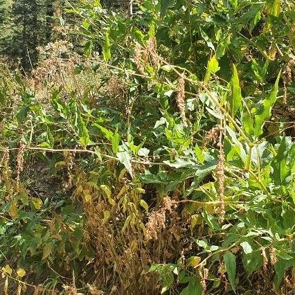 Rumex salicifolius Flor