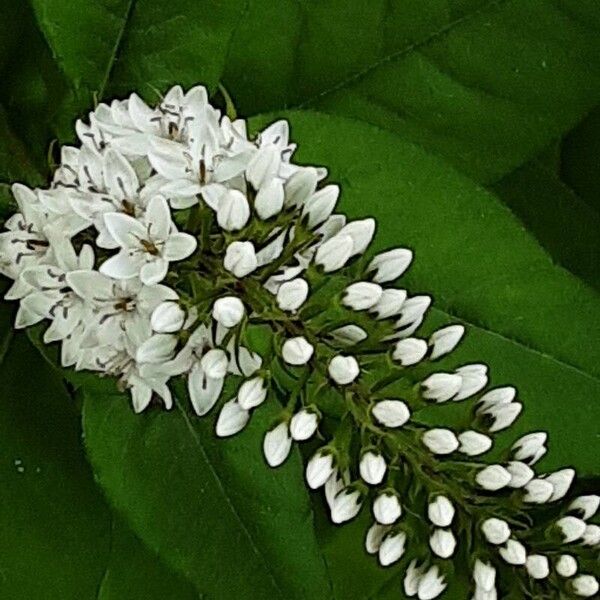 Lysimachia clethroides Blüte