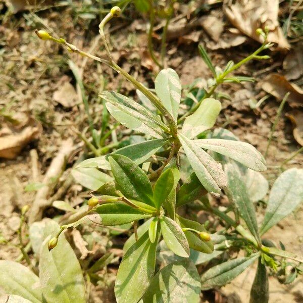 Talinum paniculatum 葉