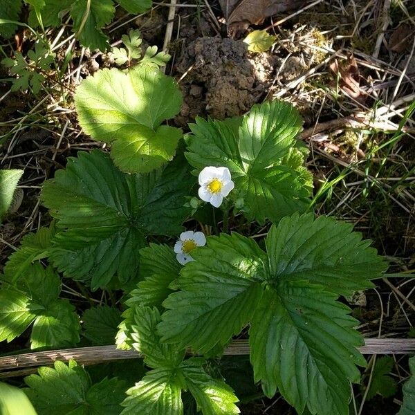 Fragaria vesca Pokrój