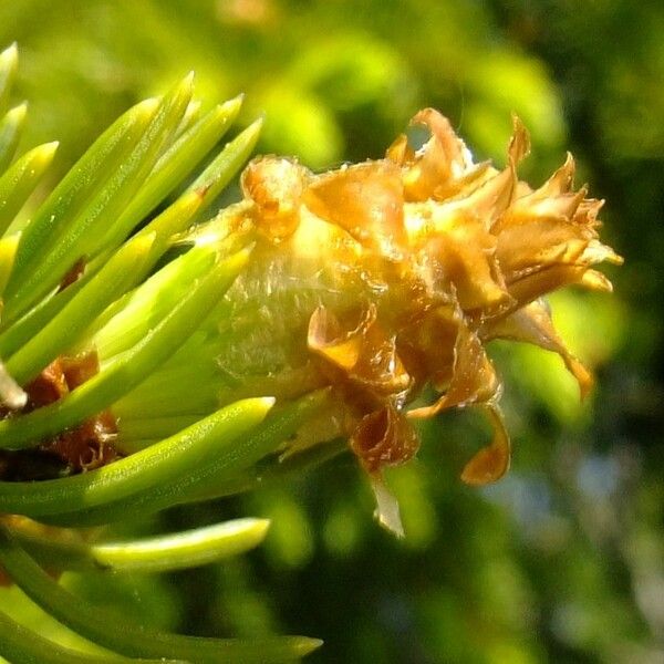 Abies alba Flor