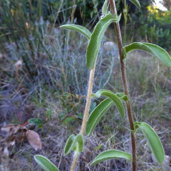 Pallenis spinosa বাকল