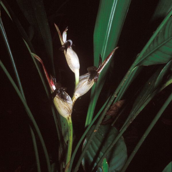 Heliconia lourteigiae Кветка