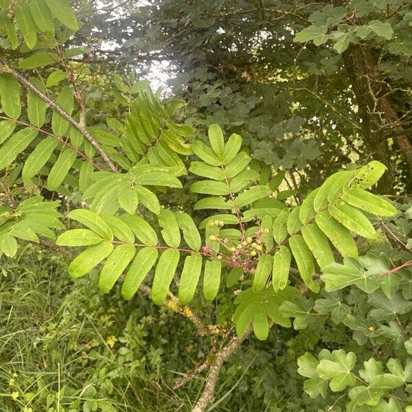 Sorbus aucuparia পাতা