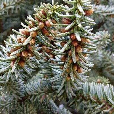 Abies pinsapo फूल