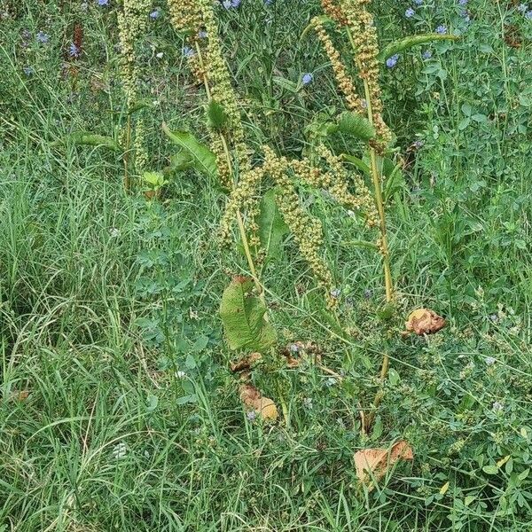 Rumex aquaticus Fulla