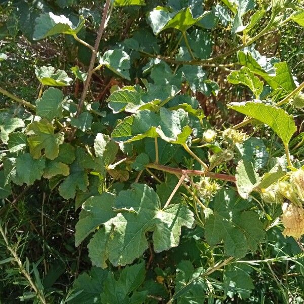 Hibiscus diversifolius Habit