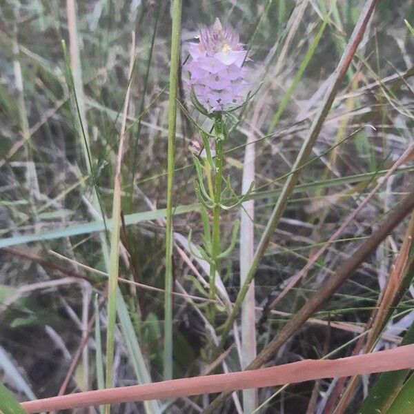Polygala cruciata (Drumheads)