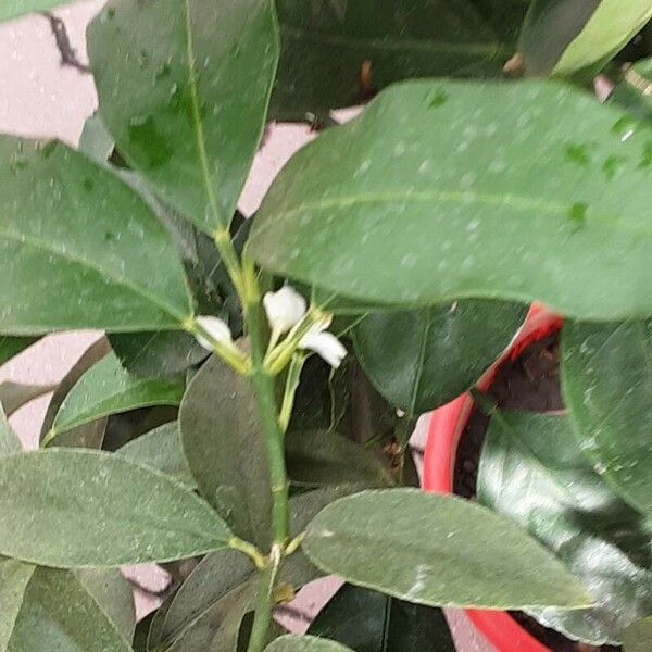 Citrus japonica 花