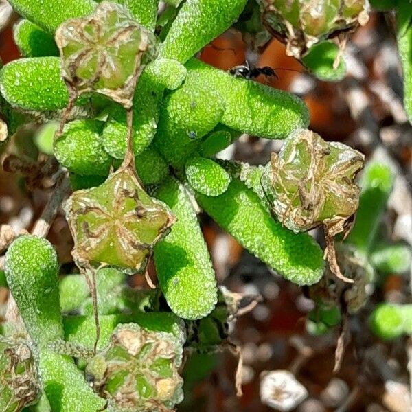 Drosanthemum hispidum Meyve