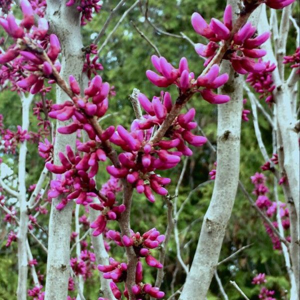 Cercis canadensis Blüte