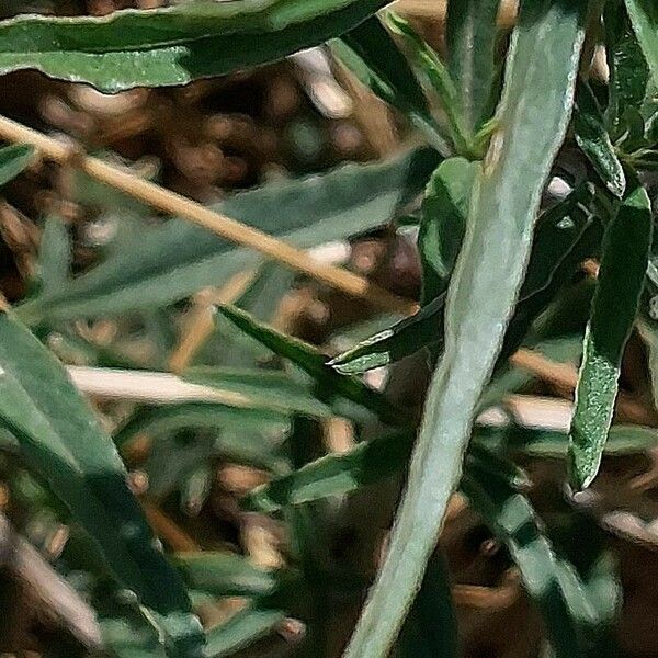 Amaranthus muricatus Lapas
