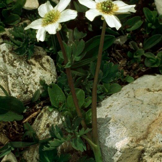 Callianthemum coriandrifolium موطن