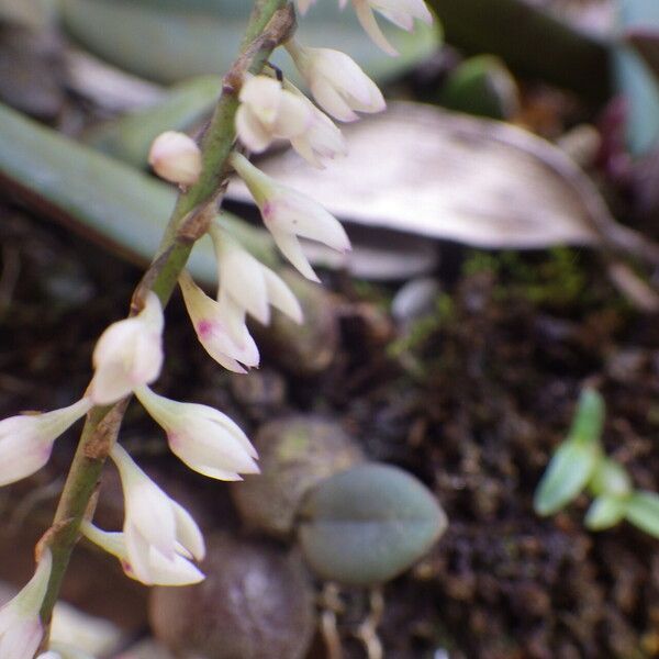 Bulbophyllum oxychilum Flor