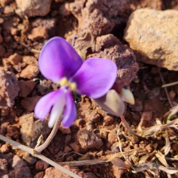 Vigna frutescens Flower