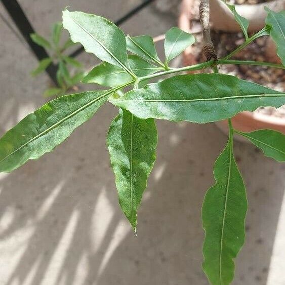 Adansonia digitata Leaf