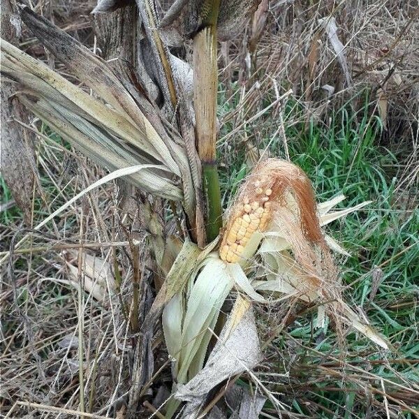 Zea mays Плод