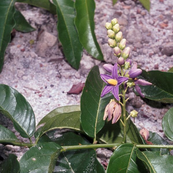 Solanum coriaceum Flower