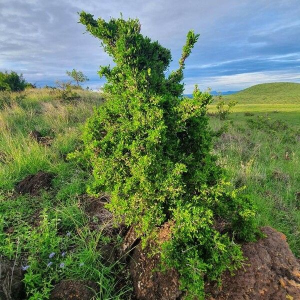 Pyrostria phyllanthoidea عادت