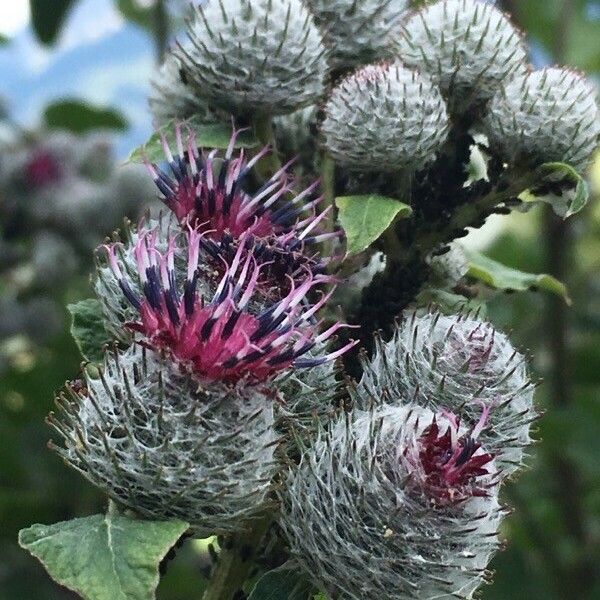 Arctium tomentosum Квітка