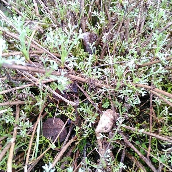 Artemisia campestris Ліст