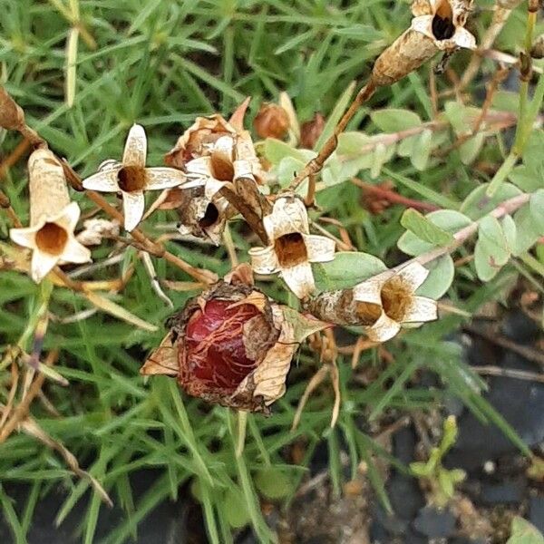 Dianthus plumarius Frukt