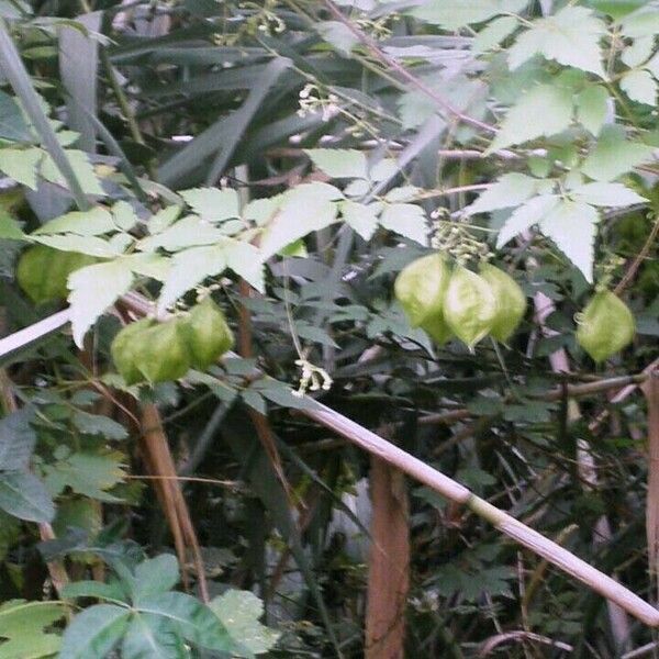 Cardiospermum halicacabum Fruit