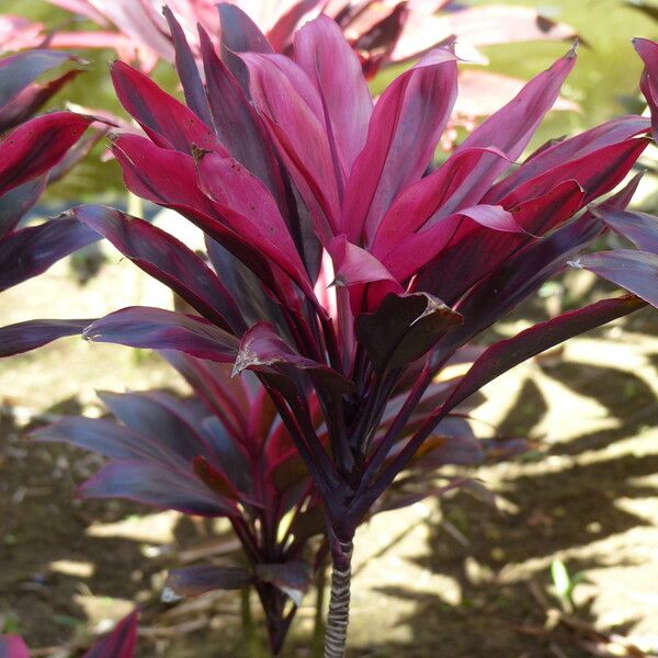 Cordyline fruticosa Flower