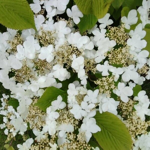 Viburnum plicatum Flower