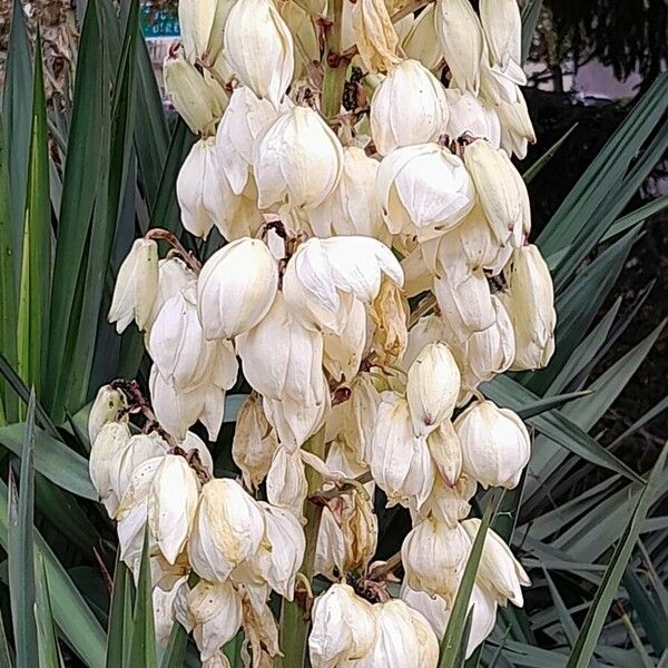 Yucca gloriosa Blodyn