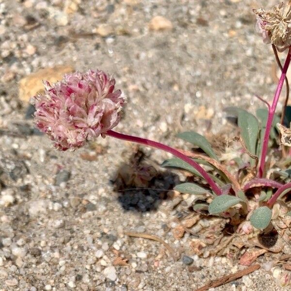 Eriogonum pyrolifolium Floare