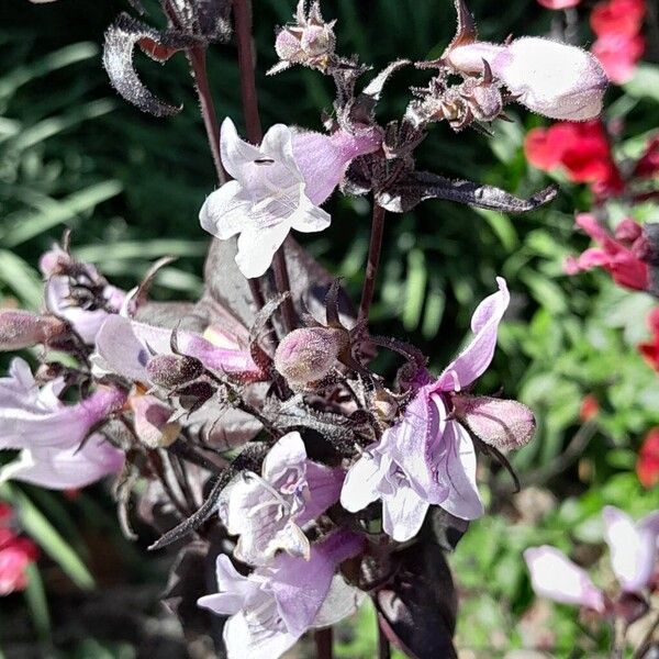 Penstemon digitalis ᱵᱟᱦᱟ