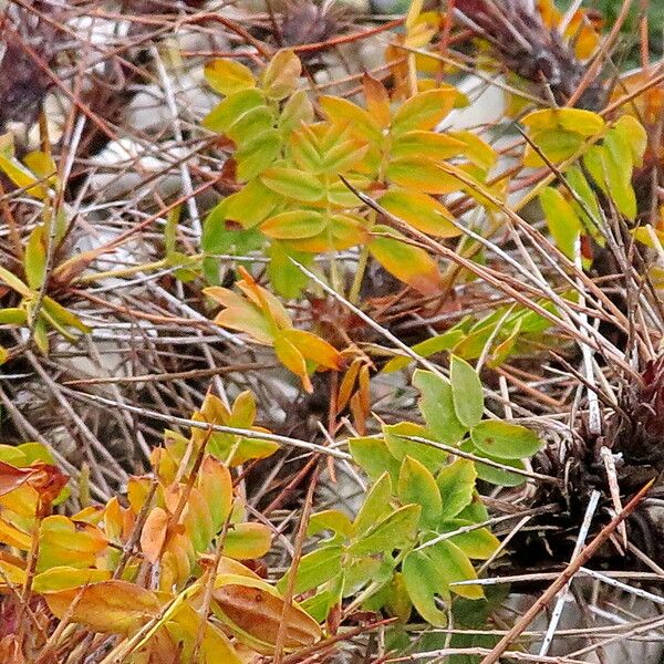 Caragana jubata Leaf