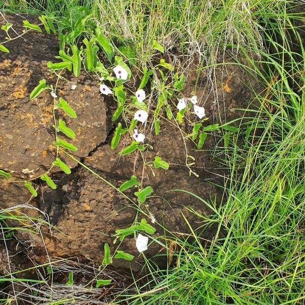 Ipomoea mombassana Blomma