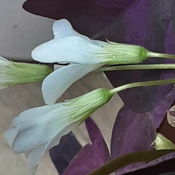 Oxalis triangularis Flower