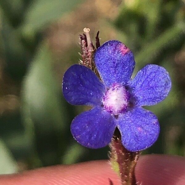 Anchusa azurea 花