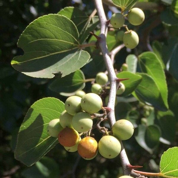 Ziziphus mucronata Fruit