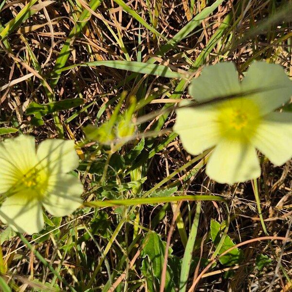 Monsonia longipes फूल