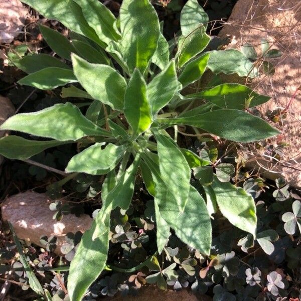 Silene andryalifolia Blad