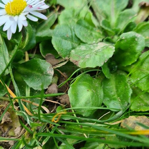 Bellis annua Φύλλο