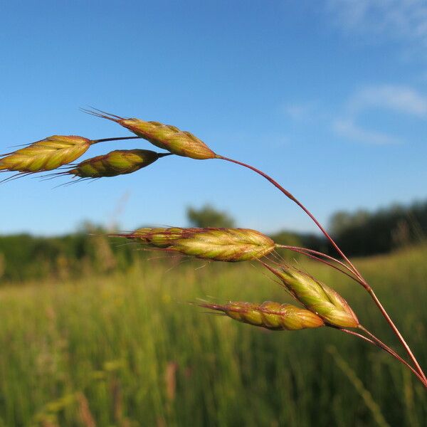 Bromus racemosus Frucht