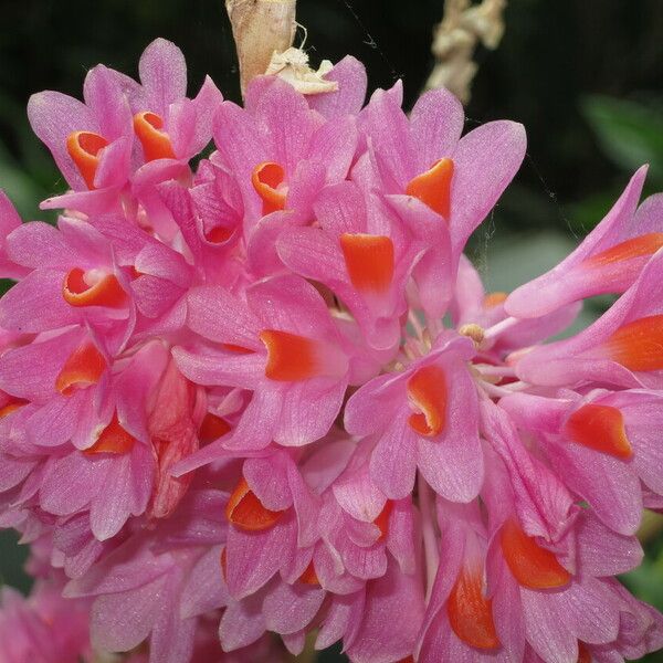 Dendrobium pseudoglomeratum Цвят