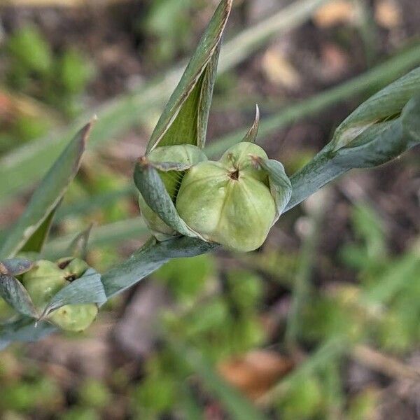 Gladiolus italicus Fruct