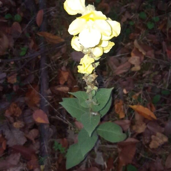 Verbascum densiflorum Flor