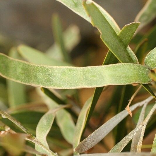Acacia heterophylla Frucht